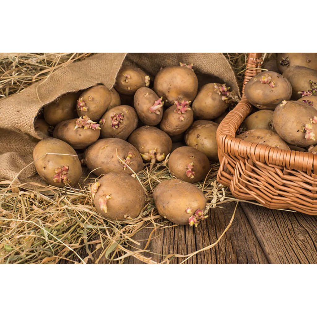 Potato Growing for Beginners and Others