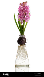 Hyacinth Gift Set Bulb & Vase Pink (15cm)