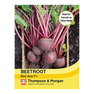 Beetroot Red Ace F1