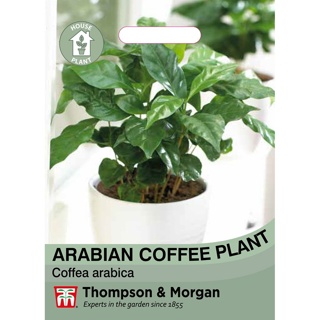 Thompson & Morgan Arabian Coffee Plant Seeds