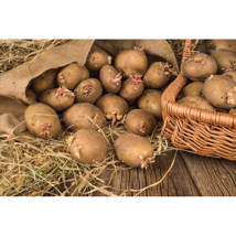 British Queen Seed Potatoes (2kg)