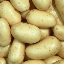 Charlotte Seed Potato - Second Early (2kg)