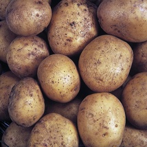 Maris Piper Seed Potato - Main Crop (2kg)