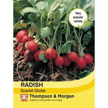 Radish Scarlet Globe Seed Packet