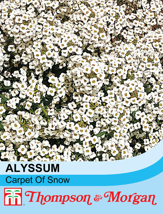 Alyssum 'Carpet of Snow'