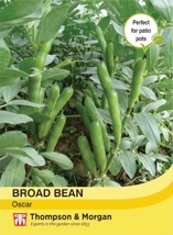 Broad Bean Oscar