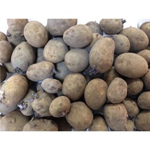 Home Guard Seed Potatoes (2kg)