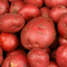 Rooster Seed Potatoes (5kg)