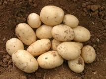 Orla Organic Seed Potato (2kg)