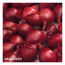 'Rolein' Red Winter Onion (250g)