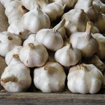 'Messidrome' Garlic (3pce)