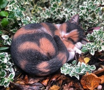 Sleeping Cat T Shell