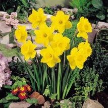 Golden Harvest Daffodils (3kg Bag)